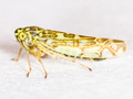 Eupteryx decemnotata